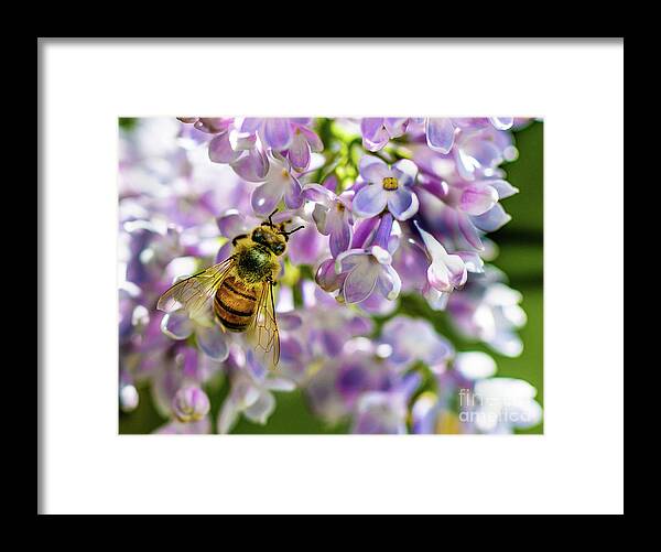 Lilac Framed Print featuring the photograph Lilac Bee by Darcy Dietrich