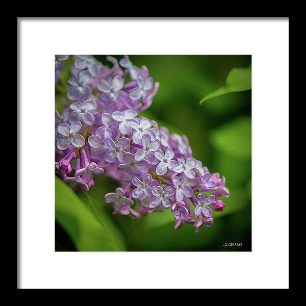 Flowers Framed Print featuring the photograph Lilac Blooms by Jim Carlen