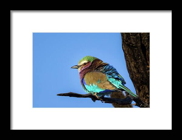 Lilac-breasted Roller Framed Print featuring the photograph Lilac-Breasted Roller by Elvira Peretsman
