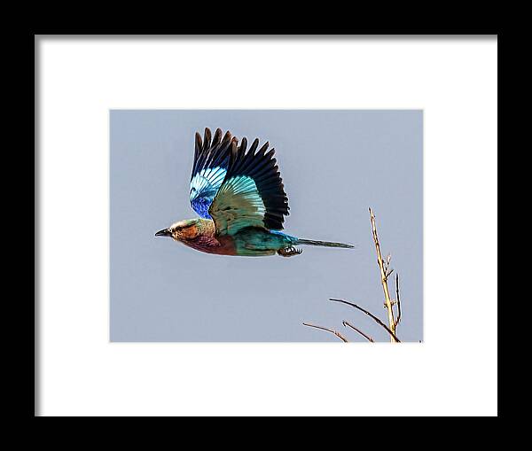 Africa Framed Print featuring the photograph Lilac-breasted Roller in Flight in Botswana by Betty Eich