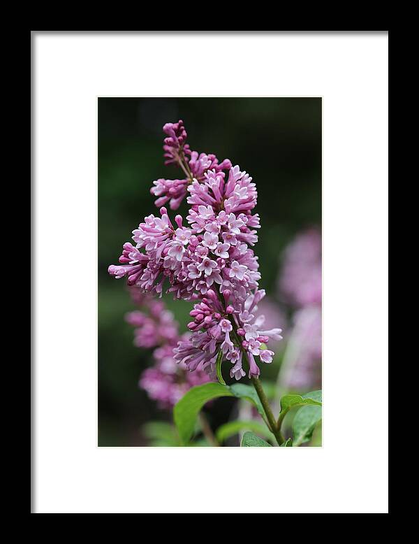 Shrub Framed Print featuring the photograph Lilac by Tammy Pool