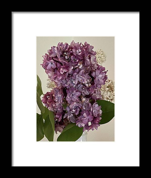 Lilacs Framed Print featuring the photograph Lilacs by Lisa White