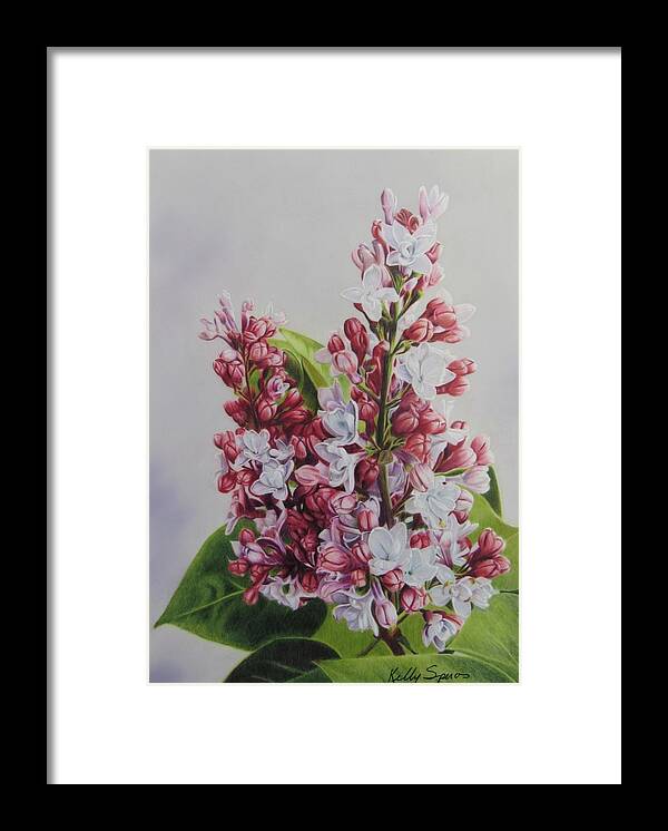 Floral Framed Print featuring the drawing Liliac by Kelly Speros