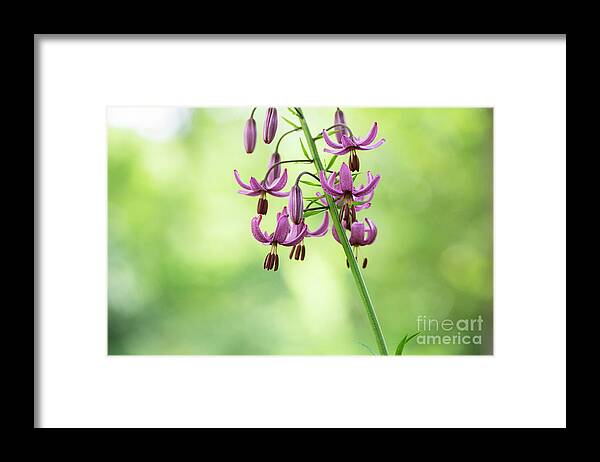 Lily Cattaniae Framed Print featuring the photograph Lilium Martagon Cattaniae Flower Abstract by Tim Gainey