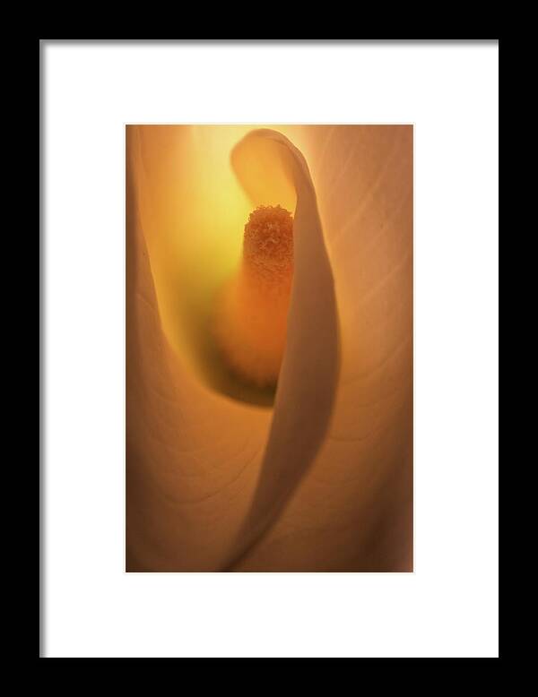 Macro Framed Print featuring the photograph Lily 5615 by Julie Powell
