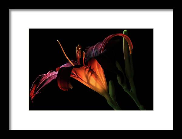 Red Lily Framed Print featuring the photograph Lily Ambiance by Donna Kennedy
