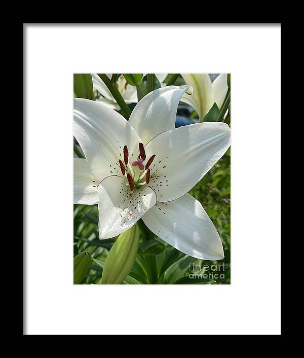 Lily Framed Print featuring the photograph Lily by Deena Withycombe