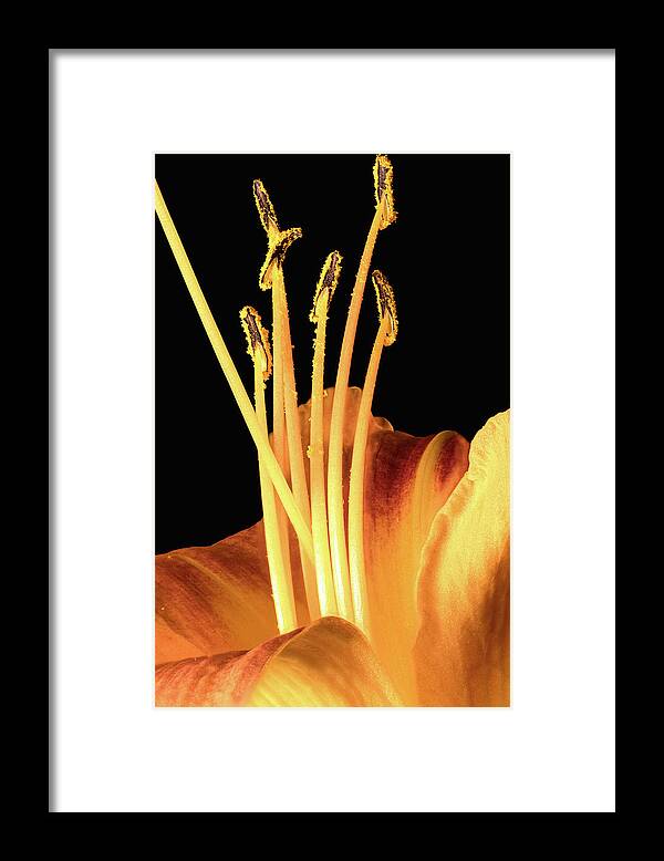 Orange Framed Print featuring the photograph Lily Detail by Steven Nelson