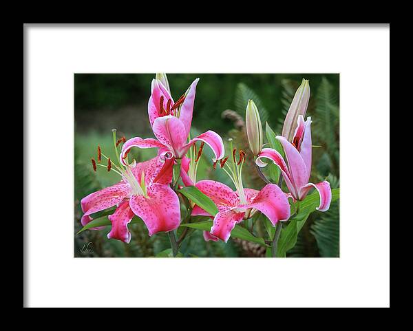 Lily Framed Print featuring the photograph Lily Family Party by D Lee