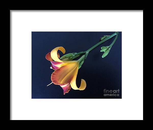 African Lily Framed Print featuring the photograph Lily Glow by Catherine Wilson