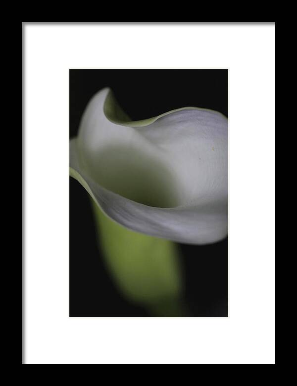 Botanical Framed Print featuring the photograph Lily Green Grey by Julie Powell