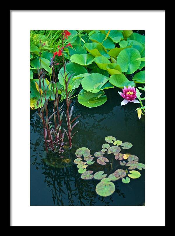 Lily Pads Framed Print featuring the photograph Lily Pad Roll by Richard Cummings