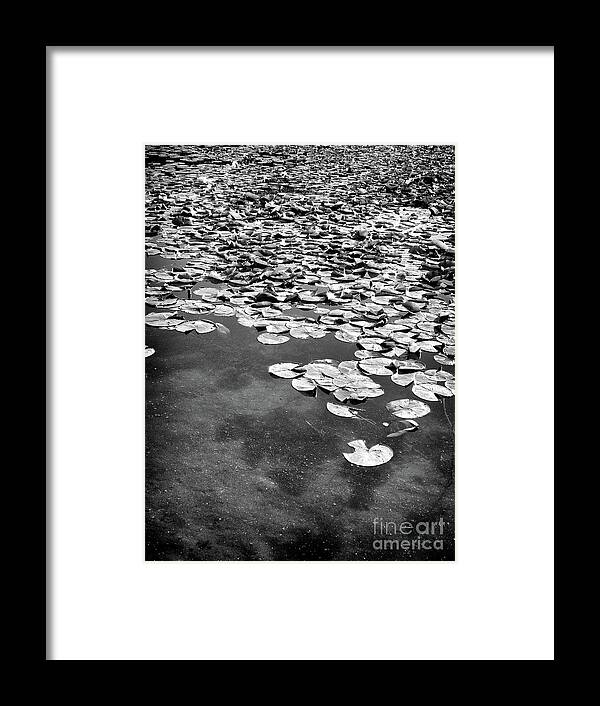 Ann Arbor Framed Print featuring the photograph Lily Pads by Phil Perkins