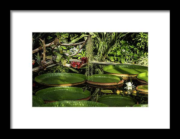 Italy Framed Print featuring the photograph Lily pond by Craig A Walker