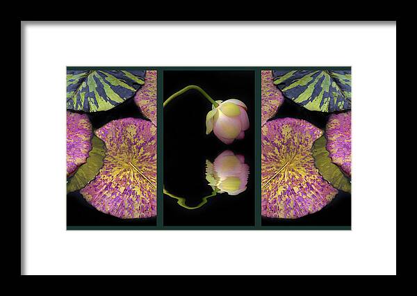 Lily Pad. Pond Framed Print featuring the photograph Lily Pond Triptych by Jessica Jenney