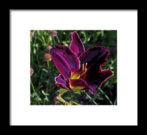 Lily Purple 2 4222020 August 2015 Foliage 0858 Framed Print featuring the photograph Lily Purple 2 4222020 August 2015 foliage 0858 by David Frederick