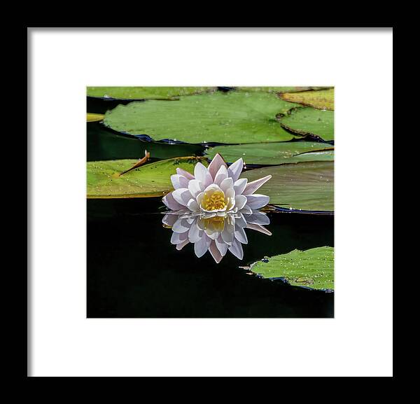 Aquatic Framed Print featuring the photograph Lily Reflection by Brian Shoemaker