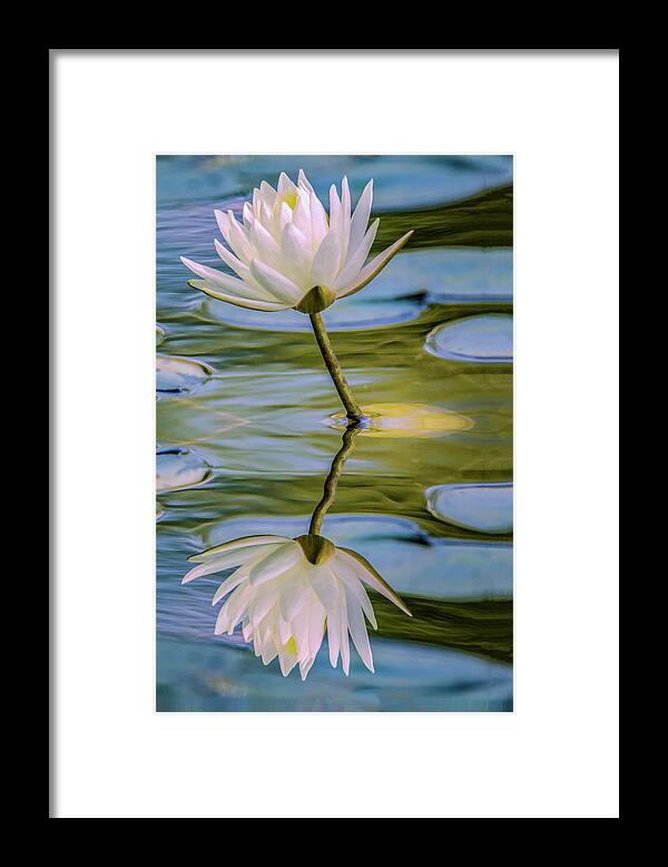 Flower Framed Print featuring the photograph Lily Reflection by Cathy Kovarik