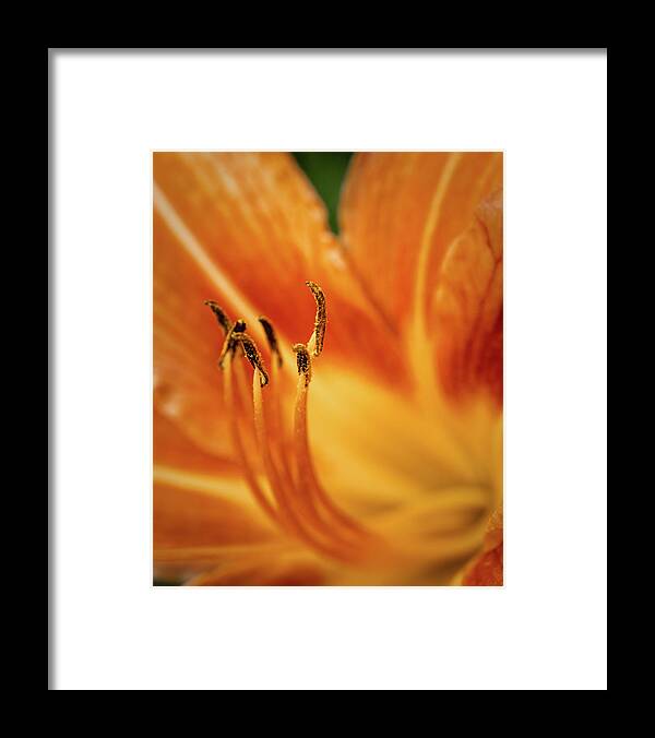 Close Up Framed Print featuring the photograph Lily Stamen with Pollen by Jason Fink