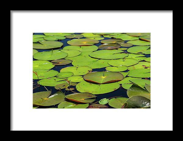Lilypads Framed Print featuring the photograph Lilypads Galore by Liz Albro
