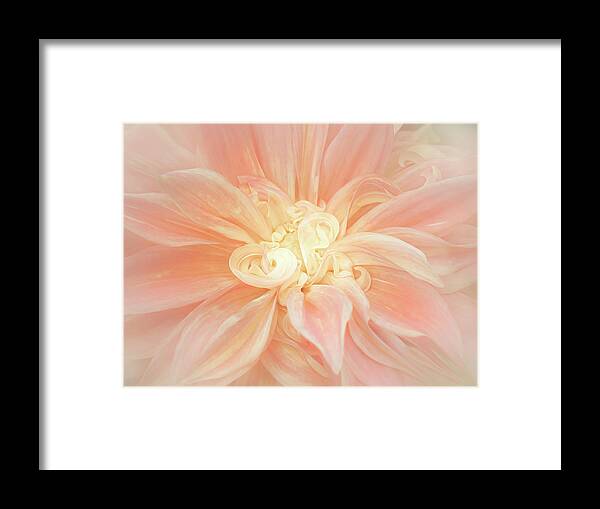 Dahlia Framed Print featuring the photograph Lines and Curves of a Dahlia by Sylvia Goldkranz