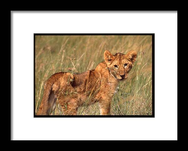 Africa Framed Print featuring the photograph Lion Cub Looking at Photographer by Russ Considine
