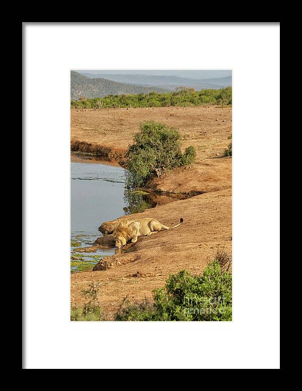 Addo National Park Framed Print featuring the photograph Lion drinking at watering hole by Patricia Hofmeester