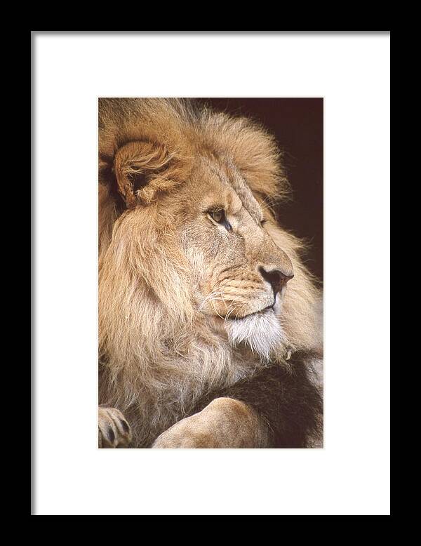 Africa Framed Print featuring the photograph Lion Looking Left 2 by Russel Considine