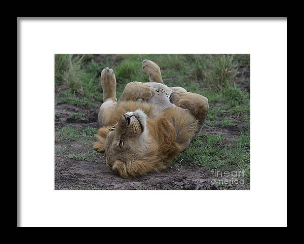 Lion Framed Print featuring the photograph Lion rolls over in Masai Mara, Kenya by Nirav Shah