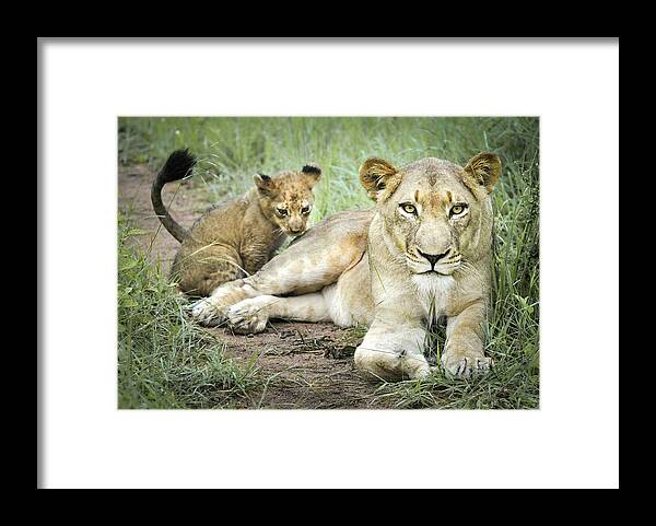 Lioness And Cub Framed Print featuring the photograph Lioness and Cub 1 by Rebecca Herranen