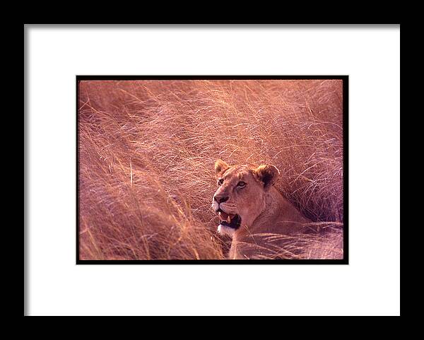 Africa Framed Print featuring the photograph Lioness in Tall Grass by Russ Considine