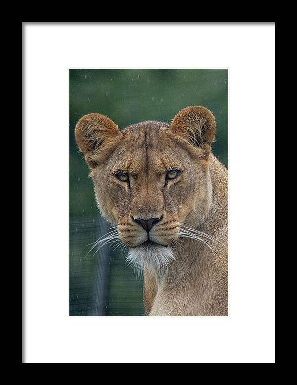 Lion Framed Print featuring the photograph Lioness in the rain by Gareth Parkes