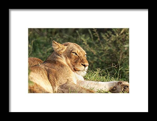 Big Cat Framed Print featuring the photograph Lioness lazing in the Klaserie Reserve, Greater Kruger National Park by Mark Meredith