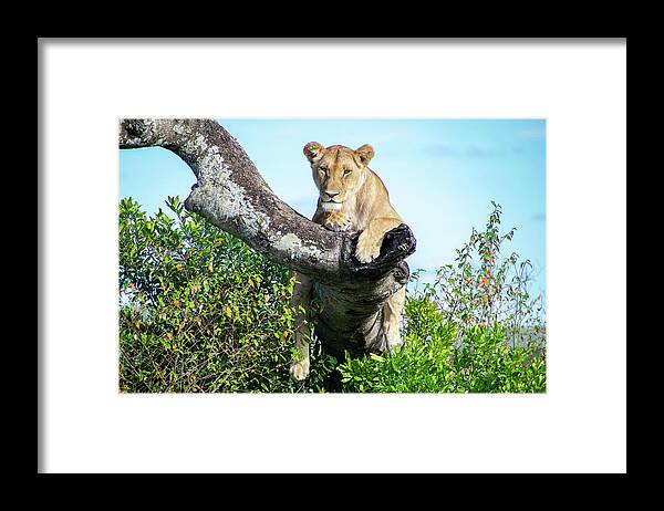 Lioness Framed Print featuring the photograph Lioness on the lookout by Gareth Parkes