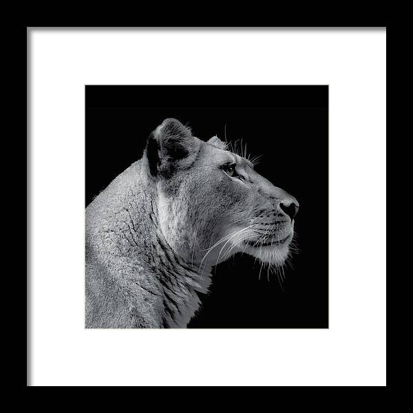 African Lion Framed Print featuring the photograph Lioness Side Portrait by Bj S