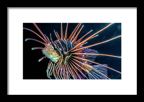 Lionfish Framed Print featuring the photograph Clearfin Lionfish by WAZgriffin Digital
