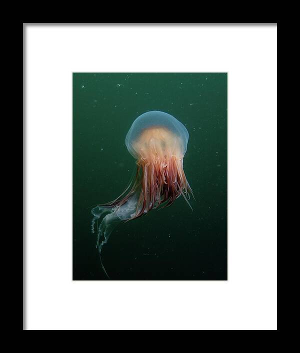 Jellyfish Framed Print featuring the photograph Lion's Mane Jellyfish by Brian Weber