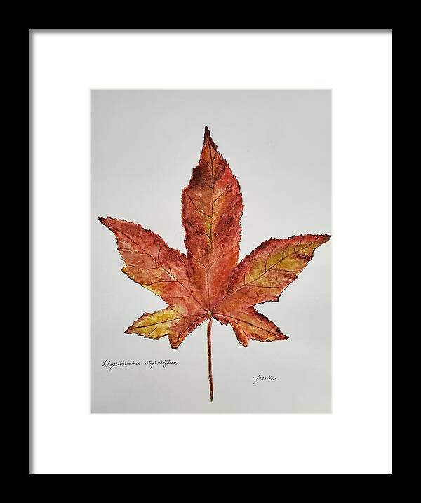 Botanical Framed Print featuring the painting Liquidambar 1 - Watercolor by Claudette Carlton