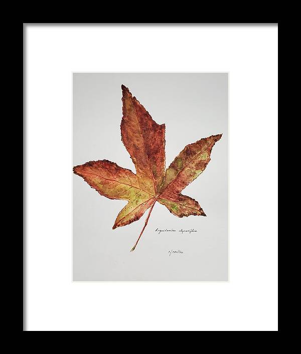 Botanical Framed Print featuring the painting Liquidambar 3 - Watercolor by Claudette Carlton