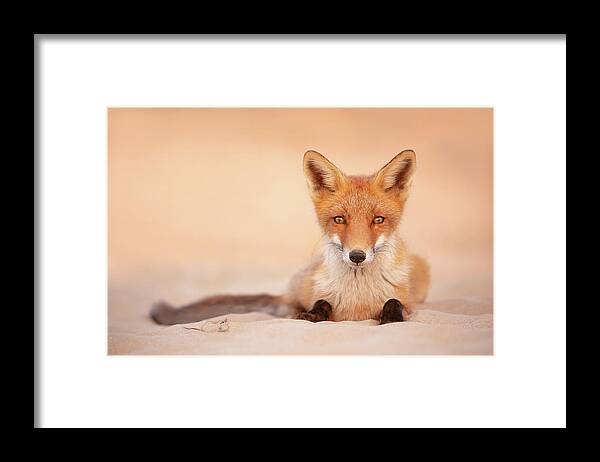 Red Fox Framed Print featuring the photograph Listen Up - Red fox in the sand by Roeselien Raimond