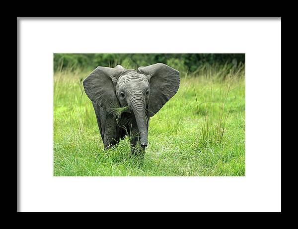 Elephant Framed Print featuring the photograph Little D by Steve Templeton
