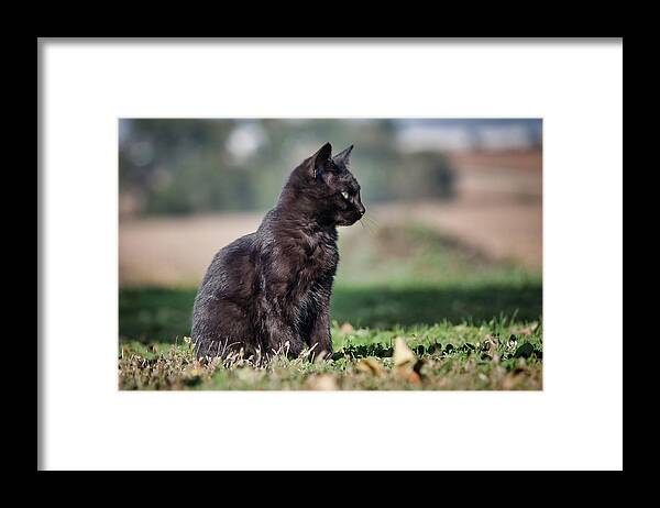 Cat Framed Print featuring the photograph Little Bear's Profile by American Landscapes