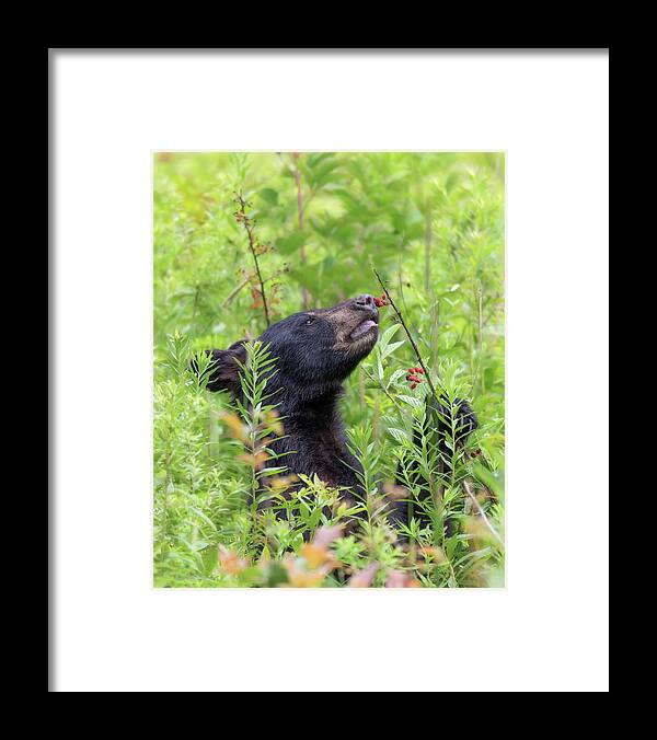 Black Bear Framed Print featuring the photograph Little Berry Eater - Black Bear Yearling by Susan Rissi Tregoning