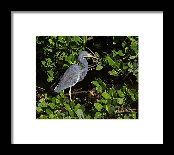 Herons Framed Print featuring the photograph Little Blue Heron by Chris Scroggins