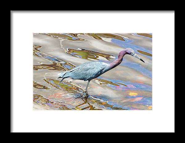 Bird Framed Print featuring the photograph Little Blue Heron Fishing by Blair Damson