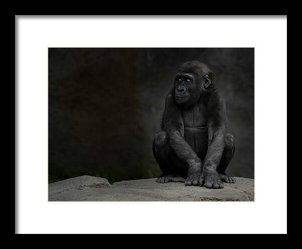 Larry Marshall Photography Framed Print featuring the photograph Little Chimp 2 by Larry Marshall