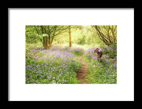 Deer Framed Print featuring the photograph Little deer in bluebell woodland by Simon Bratt