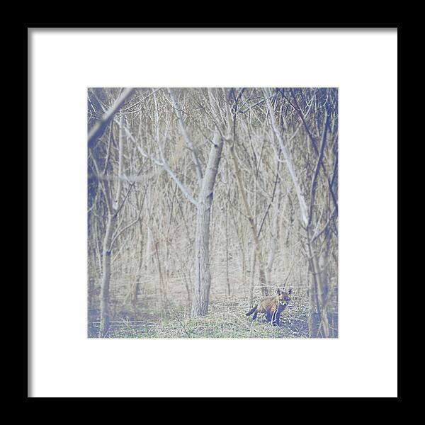 Little Fox In The Woods Framed Print featuring the photograph Little Fox in the Woods 2 by Carrie Ann Grippo-Pike