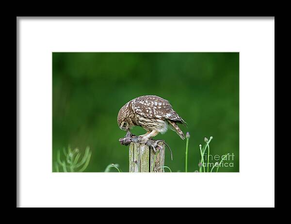 Little Owl Framed Print featuring the photograph Little Owl Eating Mouse by Arterra Picture Library
