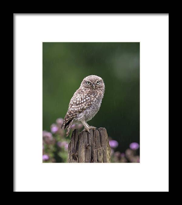 Little Framed Print featuring the photograph Little Owlet In The Rain by Pete Walkden